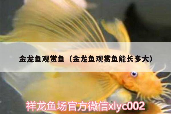 金龍魚觀賞魚（金龍魚觀賞魚能長多大） 水草