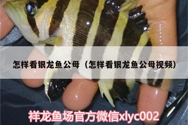 怎樣看銀龍魚公母（怎樣看銀龍魚公母視頻） 銀龍魚 第2張