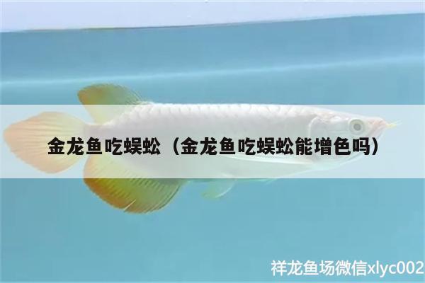 金龍魚吃蜈蚣（金龍魚吃蜈蚣能增色嗎）