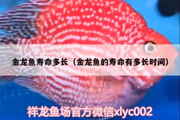 金龍魚壽命多長（金龍魚的壽命有多長時間）