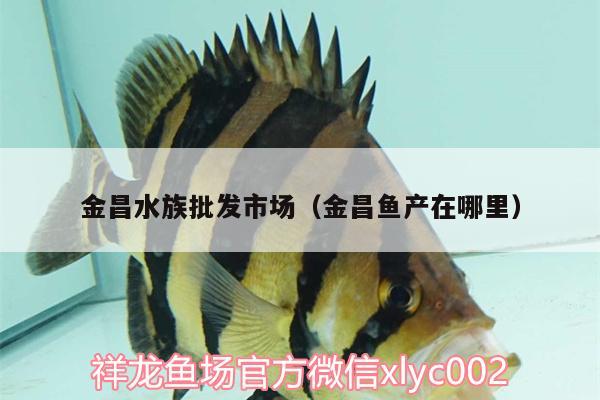 金昌水族批發(fā)市場（金昌魚產(chǎn)在哪里）