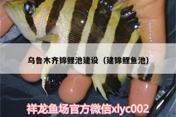 烏魯木齊錦鯉池建設(shè)（建錦鯉魚池） 祥禾Super Red紅龍魚