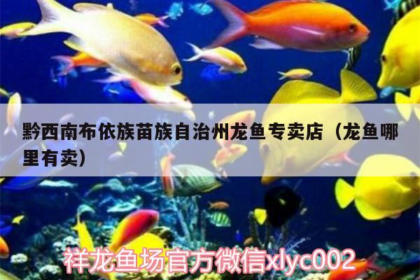 黔西南布依族苗族自治州龍魚專賣店（龍魚哪里有賣）