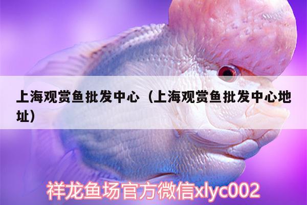 上海觀賞魚(yú)批發(fā)中心（上海觀賞魚(yú)批發(fā)中心地址） 觀賞魚(yú)批發(fā)