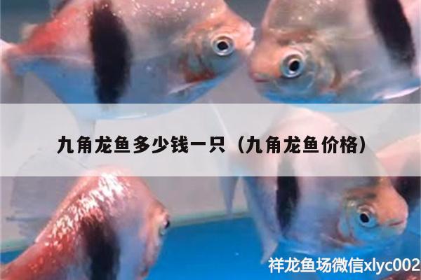 九角龍魚(yú)多少錢一只（九角龍魚(yú)價(jià)格）