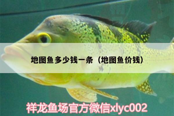 地圖魚多少錢一條（地圖魚價錢）