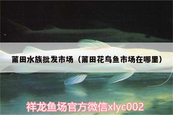 莆田水族批發(fā)市場(chǎng)（莆田花鳥(niǎo)魚(yú)市場(chǎng)在哪里）