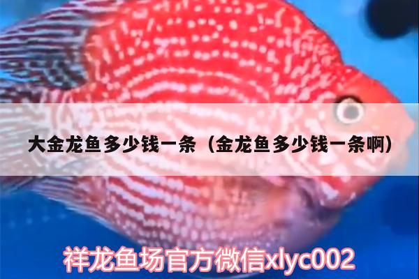 大金龍魚多少錢一條（金龍魚多少錢一條?。? title=