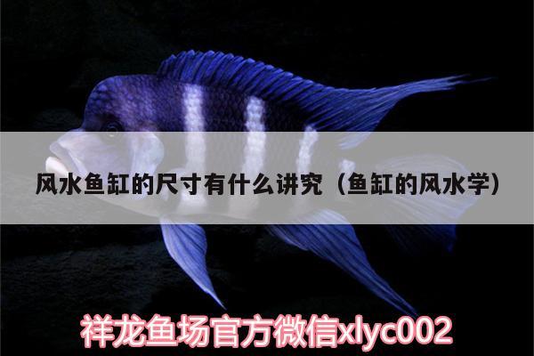 風(fēng)水魚缸的尺寸有什么講究（魚缸的風(fēng)水學(xué)） 魚缸風(fēng)水