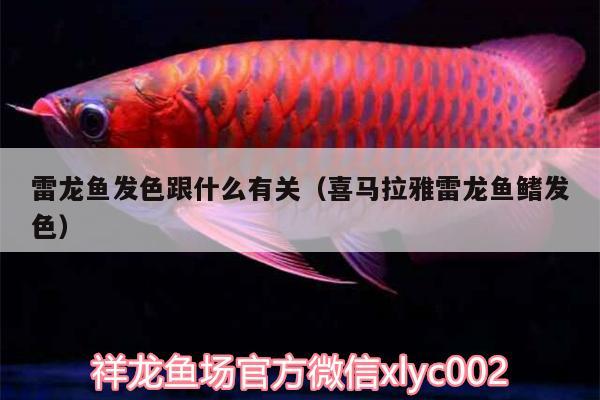 雷龍魚發(fā)色跟什么有關(guān)（喜馬拉雅雷龍魚鰭發(fā)色）