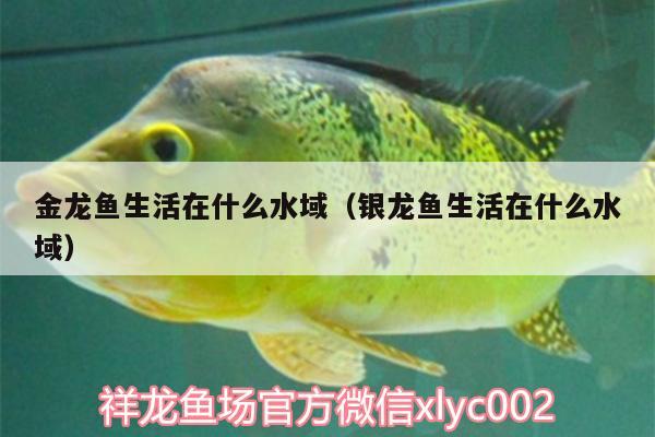 金龍魚生活在什么水域（銀龍魚生活在什么水域） 銀龍魚 第2張