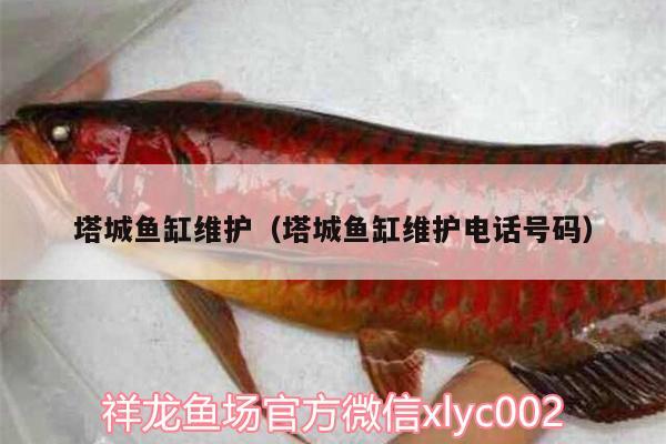 塔城魚缸維護（塔城魚缸維護電話號碼）