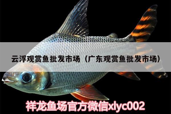 云浮觀賞魚批發(fā)市場(chǎng)（廣東觀賞魚批發(fā)市場(chǎng)）