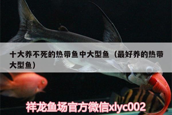 十大養(yǎng)不死的熱帶魚中大型魚（最好養(yǎng)的熱帶大型魚）