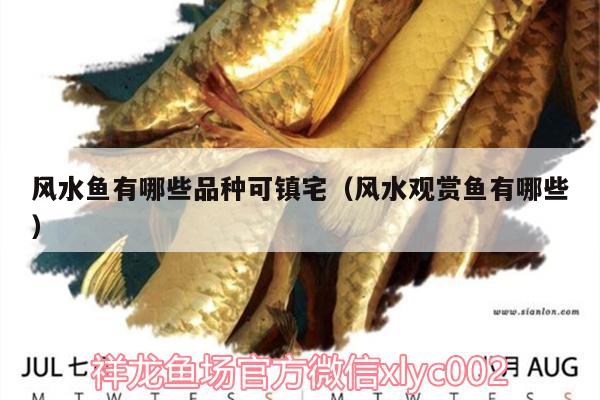 風水魚有哪些品種可鎮(zhèn)宅（風水觀賞魚有哪些）