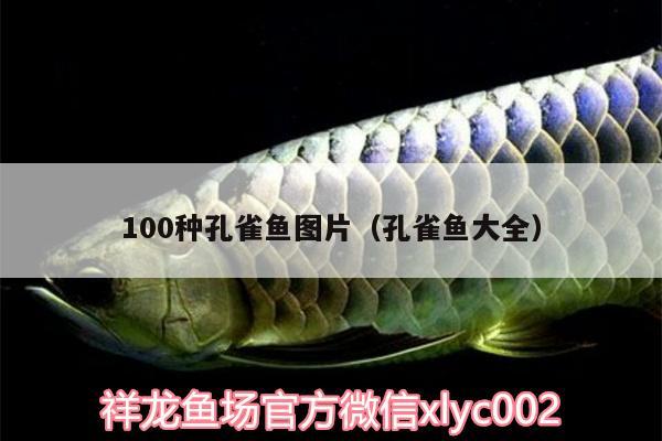 100種孔雀魚(yú)圖片（孔雀魚(yú)大全）