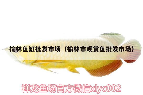 榆林魚缸批發(fā)市場（榆林市觀賞魚批發(fā)市場） 觀賞魚批發(fā)