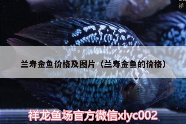 蘭壽金魚(yú)價(jià)格及圖片（蘭壽金魚(yú)的價(jià)格）