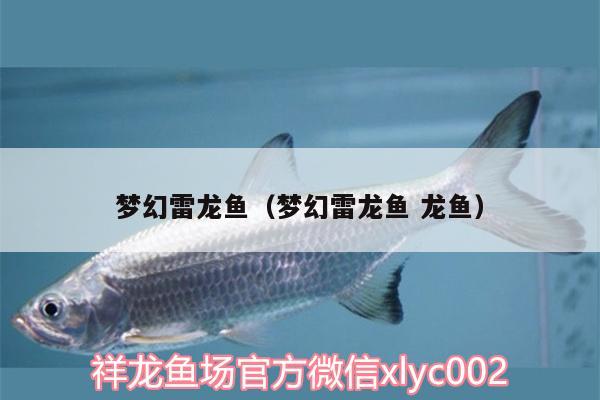 夢幻雷龍魚（夢幻雷龍魚龍魚） 夢幻雷龍魚