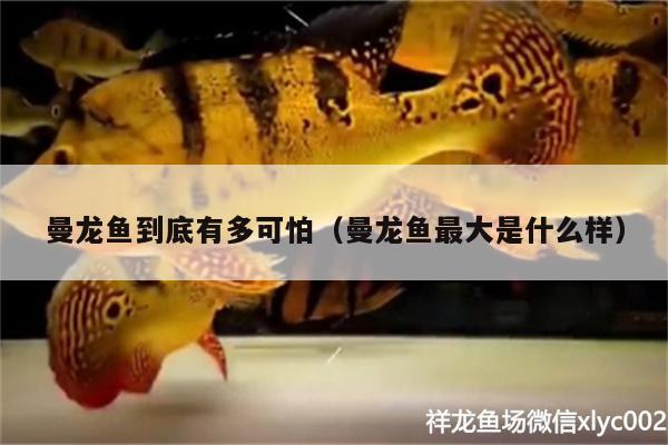 曼龍魚(yú)到底有多可怕（曼龍魚(yú)最大是什么樣） 黃金招財(cái)貓魚(yú)