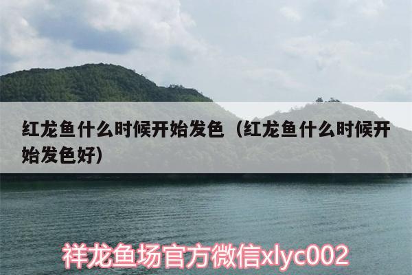 紅龍魚(yú)什么時(shí)候開(kāi)始發(fā)色（紅龍魚(yú)什么時(shí)候開(kāi)始發(fā)色好）