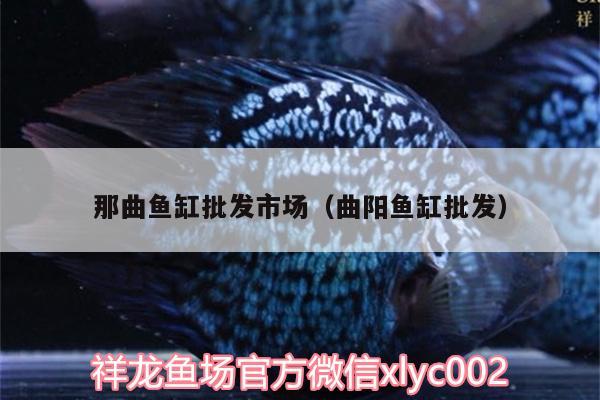 那曲魚缸批發(fā)市場（曲陽魚缸批發(fā)） 喂食器