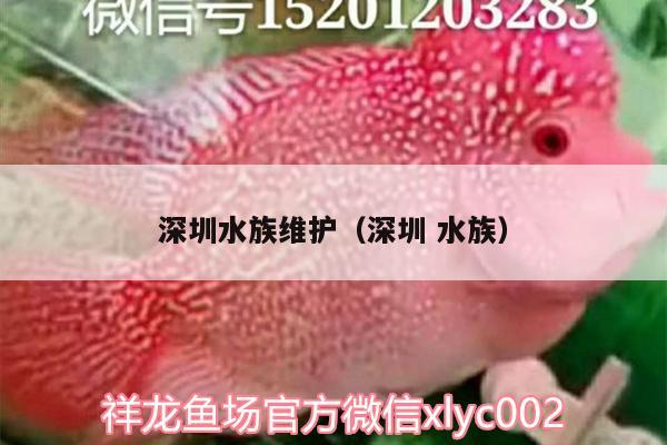 深圳水族維護(hù)（深圳水族） 魚缸百科