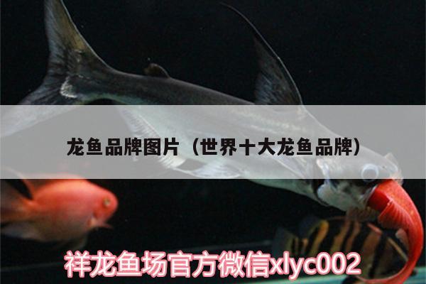 龍魚品牌圖片（世界十大龍魚品牌）