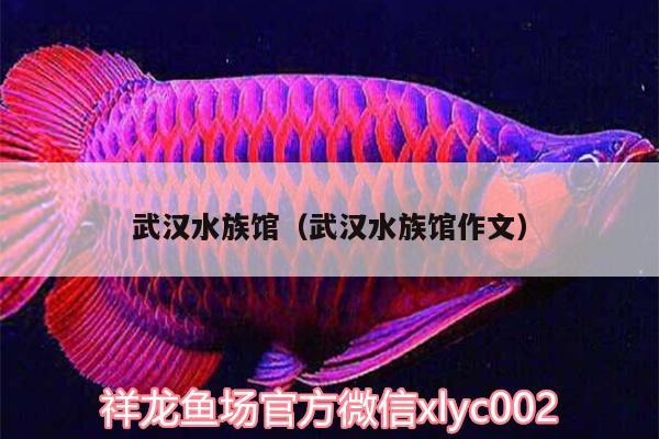 武漢水族館（武漢水族館作文） 虎魚百科