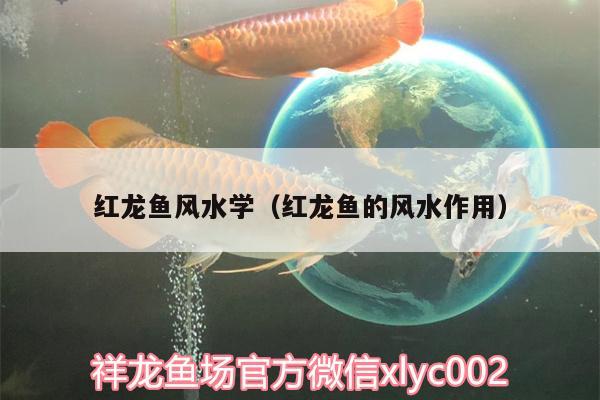 紅龍魚風水學（紅龍魚的風水作用） 魚缸風水