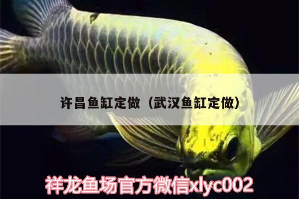 許昌魚缸定做（武漢魚缸定做）