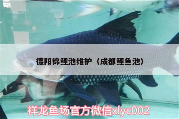 德陽錦鯉池維護(hù)（成都鯉魚池）