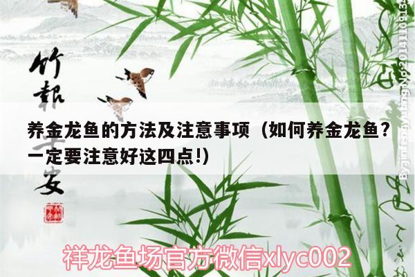 養(yǎng)金龍魚(yú)的方法及注意事項(xiàng)（如何養(yǎng)金龍魚(yú)?一定要注意好這四點(diǎn)!） 水族品牌