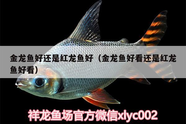 金龍魚好還是紅龍魚好（金龍魚好看還是紅龍魚好看） 魚缸水泵