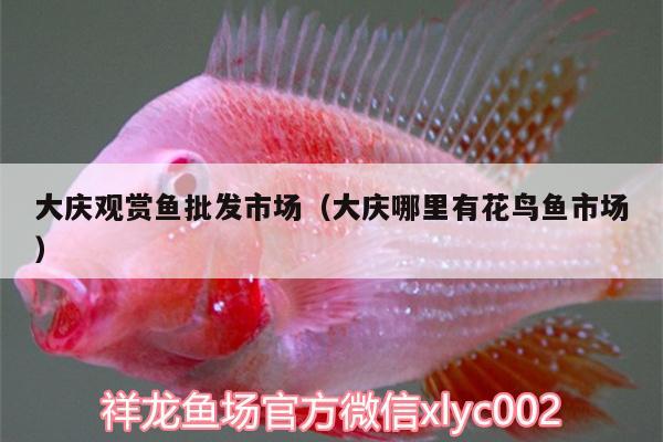 大慶觀賞魚批發(fā)市場(chǎng)（大慶哪里有花鳥魚市場(chǎng)） 觀賞魚批發(fā)