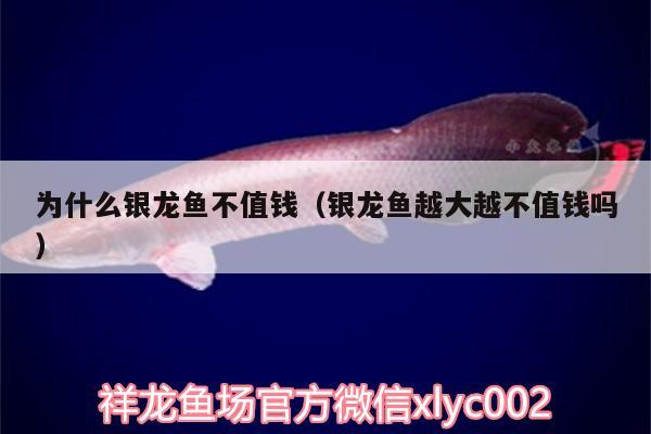 為什么銀龍魚不值錢（銀龍魚越大越不值錢嗎） 銀龍魚