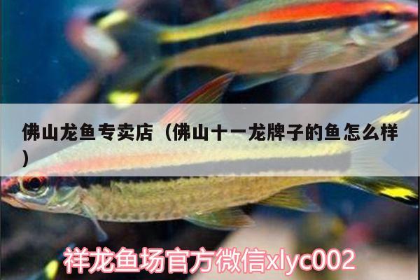 佛山龍魚專賣店（佛山十一龍牌子的魚怎么樣） 金頭過背金龍魚