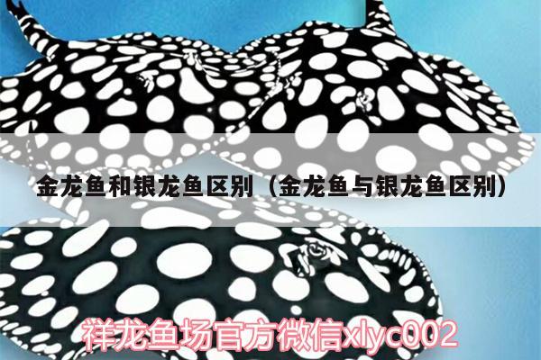 金龍魚和銀龍魚區(qū)別（金龍魚與銀龍魚區(qū)別） 銀龍魚