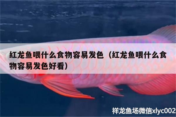 紅龍魚喂什么食物容易發(fā)色（紅龍魚喂什么食物容易發(fā)色好看） 月光鴨嘴魚