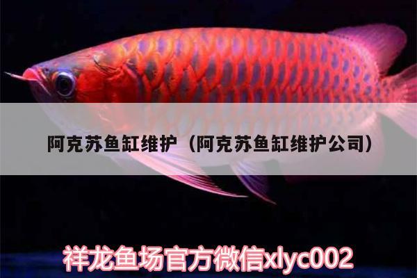 阿克蘇魚(yú)缸維護(hù)（阿克蘇魚(yú)缸維護(hù)公司） 祥龍金禾金龍魚(yú)