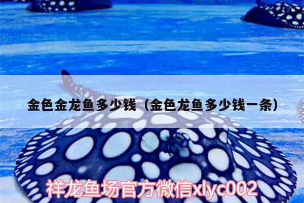 金色金龍魚多少錢（金色龍魚多少錢一條） 申古銀版魚