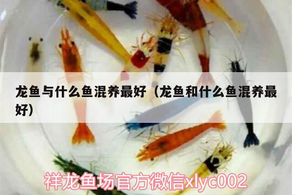 龍魚與什么魚混養(yǎng)最好（龍魚和什么魚混養(yǎng)最好） 委內(nèi)瑞拉奧里諾三間魚苗