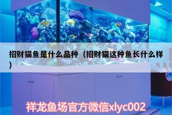 招財貓魚是什么品種（招財貓這種魚長什么樣） 泰龐海蓮魚