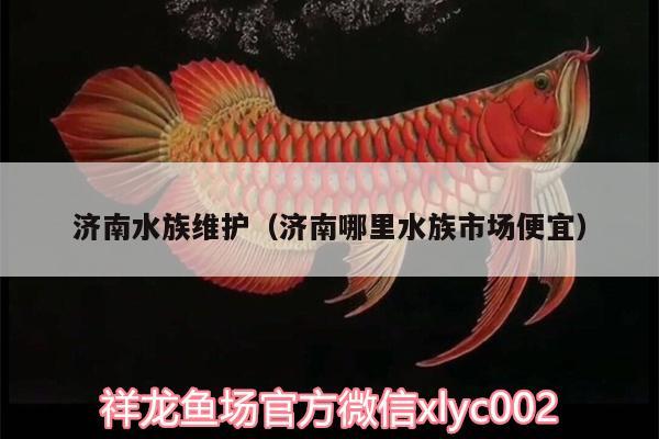 濟南水族維護（濟南哪里水族市場便宜） 紅眼黃化幽靈火箭魚|皇家火箭魚