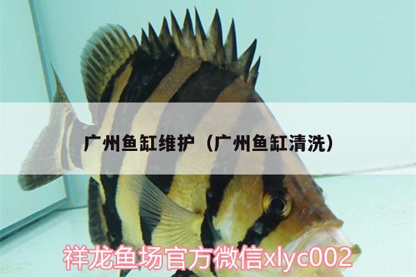 廣州魚缸維護(hù)（廣州魚缸清洗） 雙線側(cè)魚