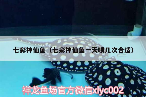 七彩神仙魚（七彩神仙魚一天喂幾次合適） 七彩神仙魚