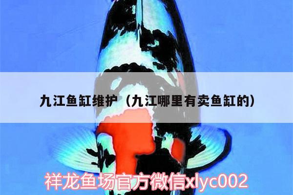 九江魚缸維護(hù)（九江哪里有賣魚缸的）