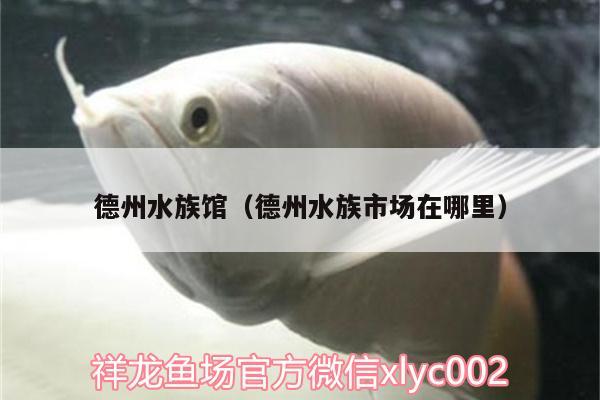 德州水族館（德州水族市場在哪里） 招財戰(zhàn)船魚