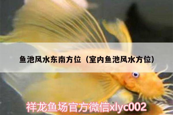 魚池風水東南方位（室內魚池風水方位）