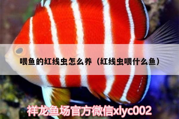 喂魚(yú)的紅線蟲(chóng)怎么養(yǎng)（紅線蟲(chóng)喂什么魚(yú)）